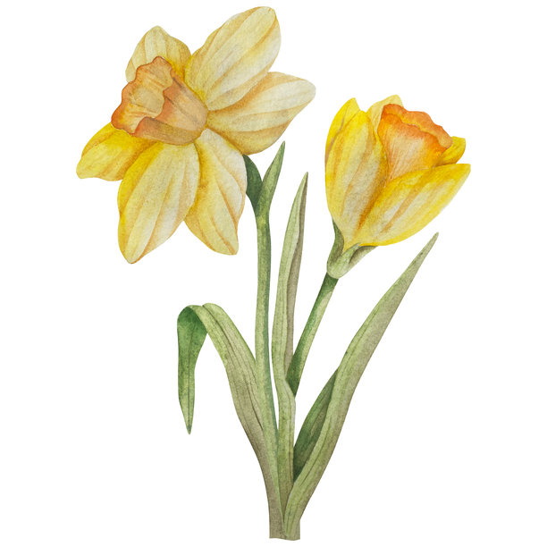 复活节花卉节日传统装饰元素套装。水彩插画。彩蛋、蝴蝶结、春季花园花卉和篮子。复活节装饰套装，适用于花束、花环、明信片、贺卡。图片下载