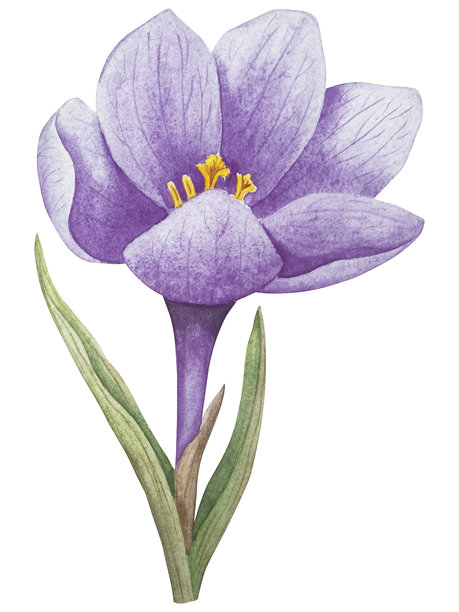 复活节花卉节日传统装饰元素套装。水彩插画。彩蛋、蝴蝶结、春日花园花卉和篮子。用于花束、花环、明信片、贺卡的复活节装饰套装。图片下载