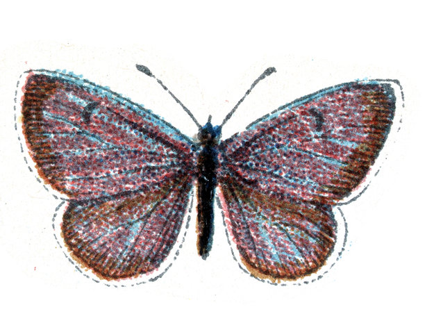 银纹蓝灰蝶，野生动物，昆虫，蝴蝶，鳞翅目昆虫学，复古插画图片下载