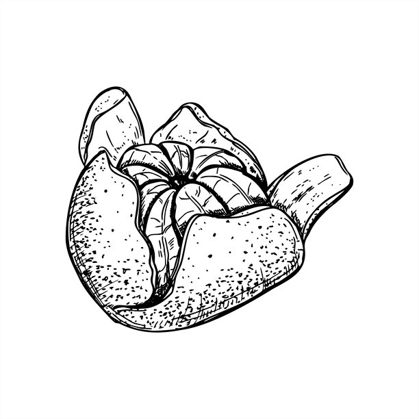 橘子，黑色墨水蚀刻风格矢量插画，果皮撕裂。侧视图。甜美成熟的橘子柑橘类水果图形素描。手绘水果元素，适用于有机商店和包装设计。图片下载