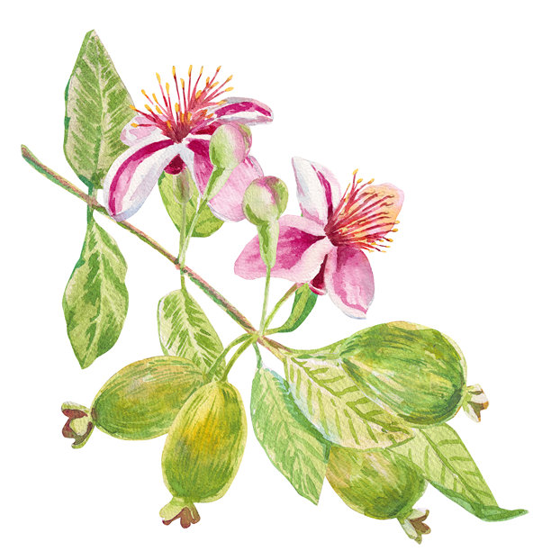 斐济果。一支带有斐济果、花朵、叶子和花蕾的树枝的水彩插画，白色背景，适用于纺织品、面料、印花、礼品包装、剪贴簿、食谱、请柬、化妆品图片下载