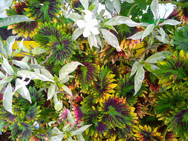 花园中米亚纳观赏植物的特写照片图片下载