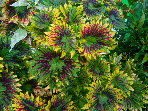 花园中米亚娜观赏植物的特写照片图片下载