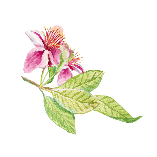 Feijoa早午餐。写满番石榴花的树枝、叶子和花蕾的水彩插画，孤立在白色背景上，适用于纺织品、面料、印花、包装纸、剪贴簿、食谱书、邀请函、化妆品等。图片下载