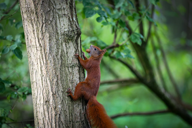 一只可爱的松鼠嘴里叼着坚果在森林的树上攀爬。高清照片图片下载