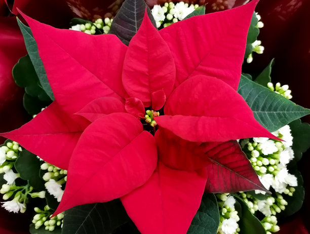 圣诞节红色一品红特写俯视图素材图片图片下载