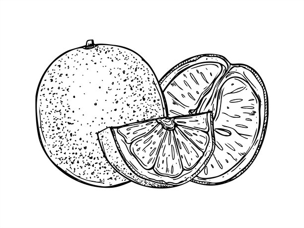 多汁的橙子矢量图，用黑色墨水绘制。单色的完整柑橘和对半切开的水果蚀刻画，适用于冷夏饮品、酒吧菜单、新鲜饮品包装和夏季设计。图片下载