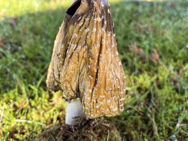 白天草地上蘑菇的独特微距照片图片下载