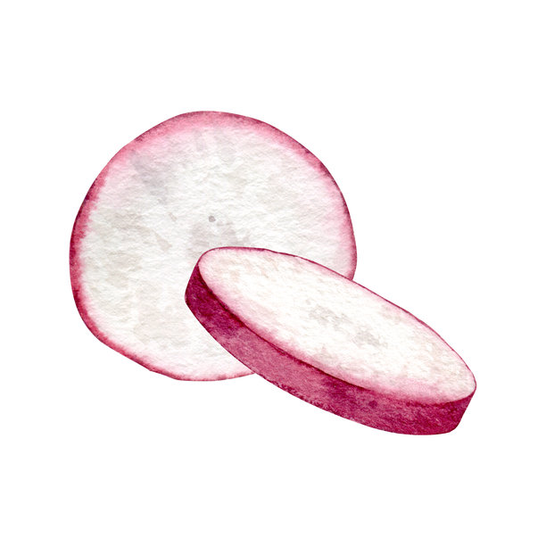 新鲜红萝卜的圆形横截面。手绘水彩风格的食材插画，描绘了蔬菜的果肉。可用于健康食品、烹饪设计、菜单、食谱、厨房纺织品等场合的植物元素。图片下载