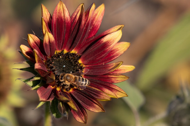花园里装饰性的红色向日葵花朵与蜜蜂。特写角度的自然照片背景。图片下载
