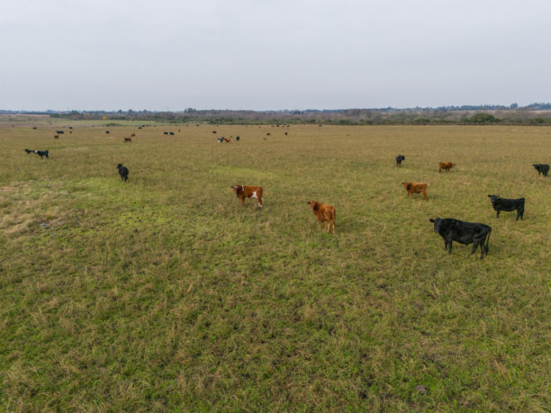 图片展示了牛群散布在一片郁郁葱葱的绿色田野上，看起来是晴天。图片下载