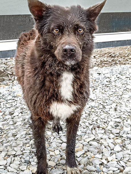一只肮脏、饥饿的流浪狗在街上。肖像，特写。竖幅照片。图片下载