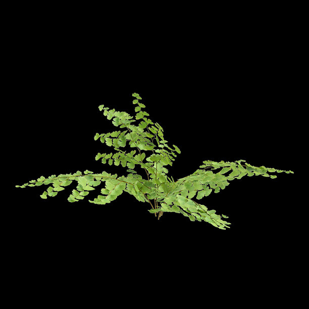 黑色背景上的维纳斯卷毛蕨植物3D插画图片下载