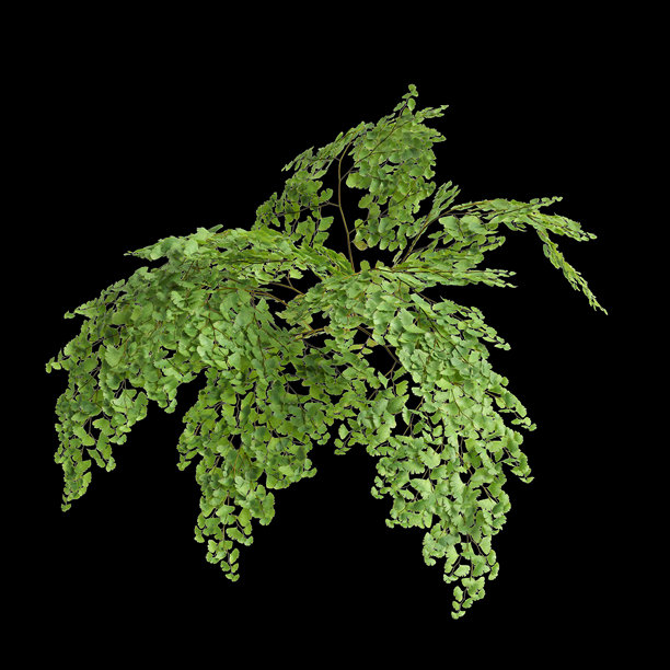 黑色背景上的少女头发蕨植物三维插画图片下载
