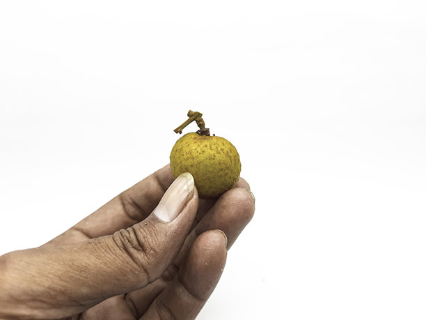 手指间夹着一小块黄色的水果，白色背景，用于图库照片图片下载