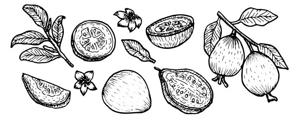 番石榴矢量图插画设计。树枝上带有叶子的热带水果。图片下载