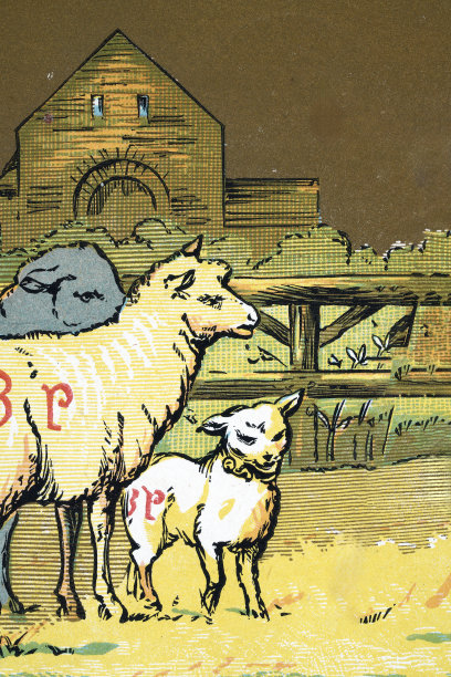 羊，母羊和小羊，农场，农业，维多利亚时代19世纪复古插画图片下载