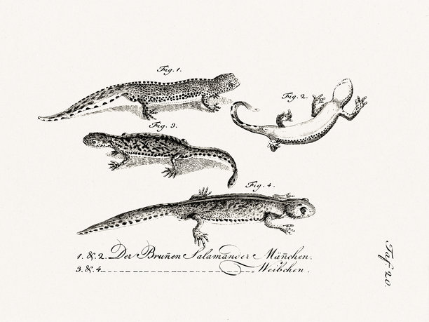 1800年于德国魏玛出版的两栖类自然历史图版上的古代蜥蜴插画。图片下载