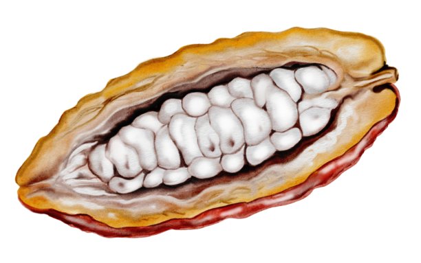 可可豆水彩画。超级食物剪贴画。白色背景上手绘水彩插画。适用于巧克力和可可产品设计。图片下载