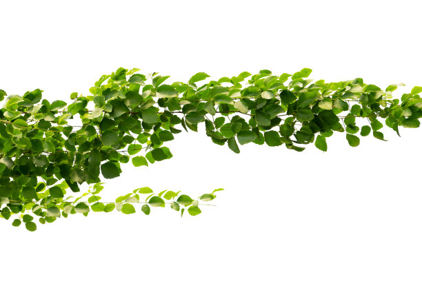 白底绿叶藤蔓，孤立素材图片下载