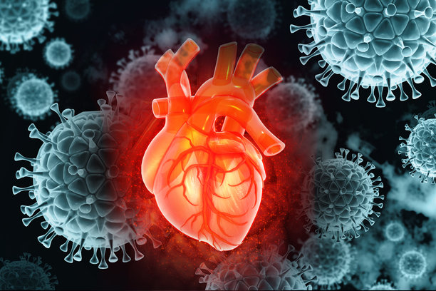 医学背景下的人类心脏，心脏病学，解剖学概念。3D插画图片下载