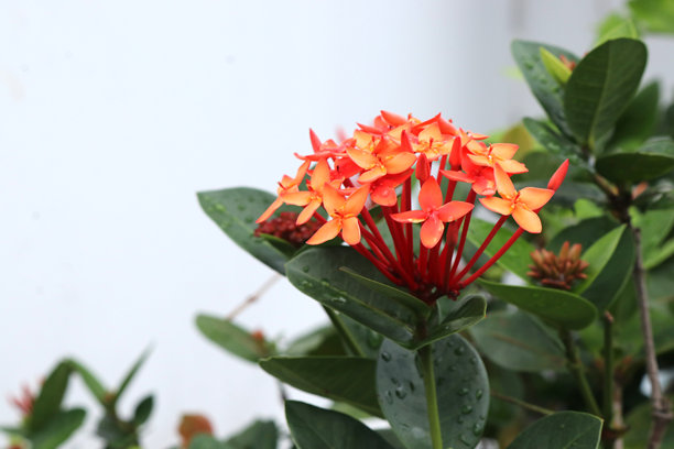 花园里美丽的红色花朵的绝美照片图片下载