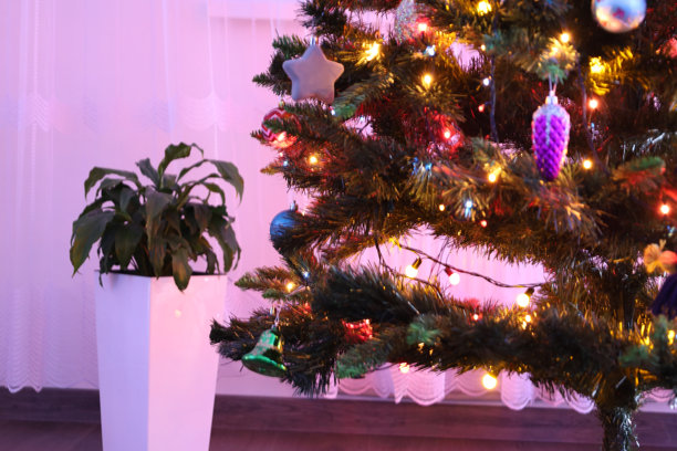 一张可爱的横向照片，展示了一棵装饰精美的圣诞树的下半部分，树上挂着明亮的灯饰和装饰品。左边是一盆高大的白色花盆里的室内植物，与粉红色的背景形成对比。图片下载
