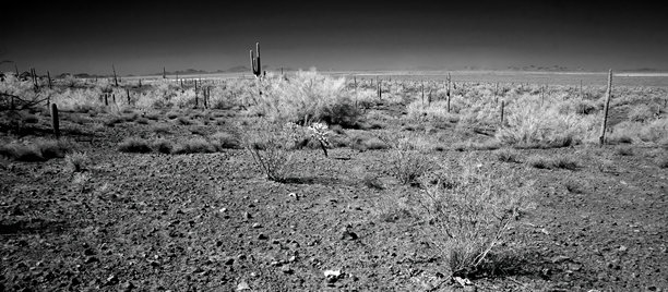 亚利桑那州索诺兰沙漠的黑白照片图片下载