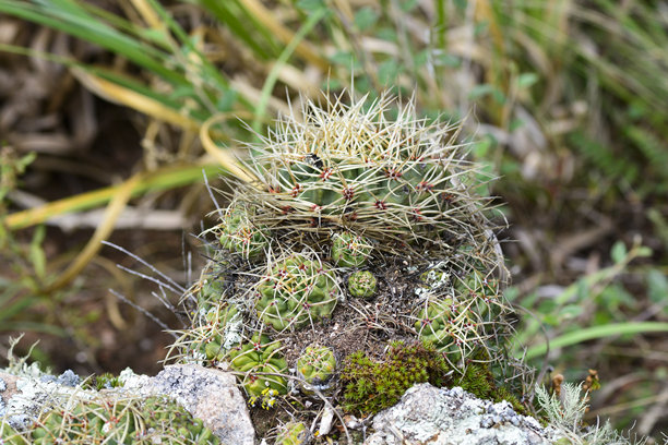 阿根廷科尔多瓦省孔多罗皮托国家公园高海拔仙人掌在岩石间生长，展现山地生态和本土植物图片下载