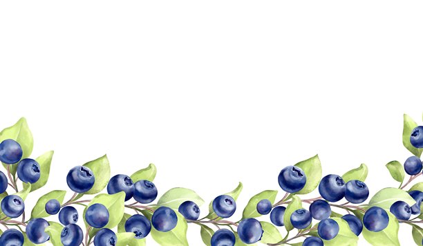 手绘蓝莓叶边框。有机水果插画设计。图片下载