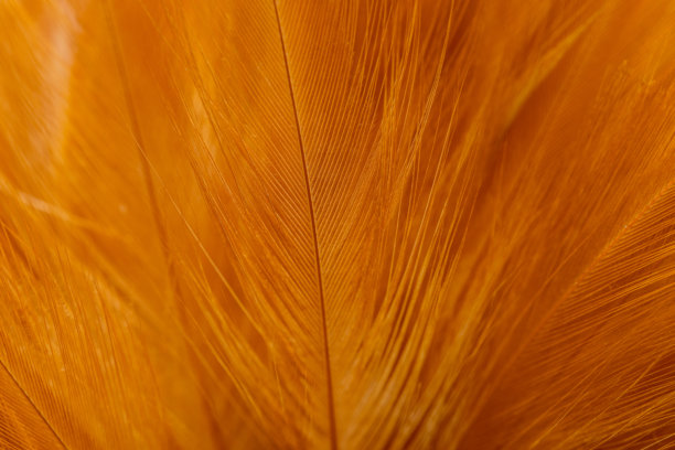 橙色鸟类微距，橙色羽毛鸽子微距照片。纹理或背景，棕色鸡毛微距，棕色羽毛微距，棕色母鸡羽毛微距照片。背景或纹理，鸡毛微距，棕色和橙色的背景软鸡毛颜色图片下载