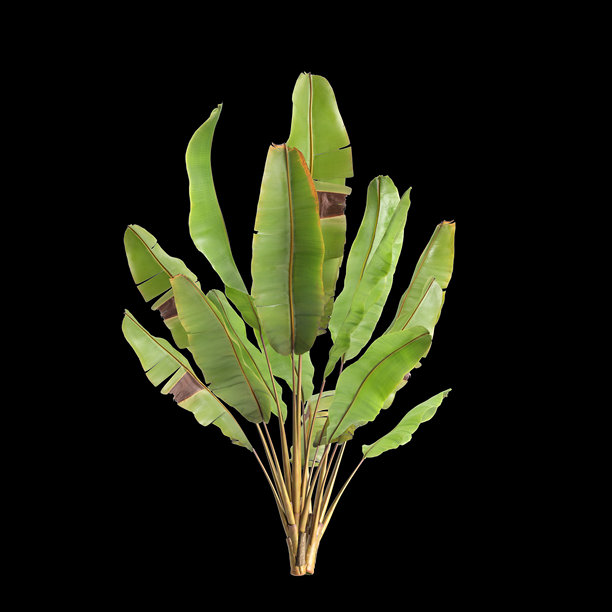 恩塞特·文特里科苏姆·毛里利植物的 3D 插画，黑色背景图片下载