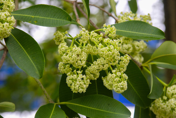 牛奶花树成簇的花蕾和早期花的特写照片图片下载