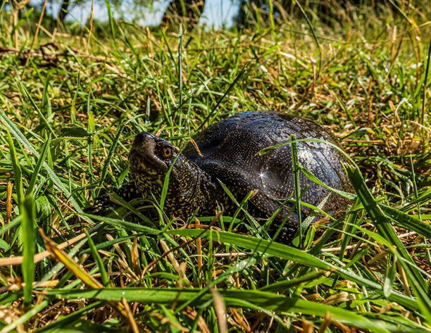 动物照片，动物，自然 - 欧洲，东欧图片下载