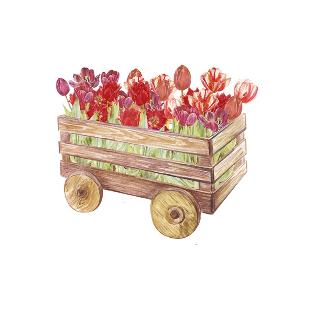 粉、紫、红三色盛开的郁金香填充的木制手推车水彩插画。手绘花卉构图，孤立在黑色背景上，非常适合春季设计、装饰、卡片和品牌推广。图片下载