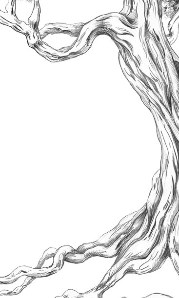 一个带有粗壮树干的矩形垂直画框。孤立的铅笔插画，适用于活动邀请函、菜单、生态酒店印刷设计、海报印刷和室内设计。图片下载