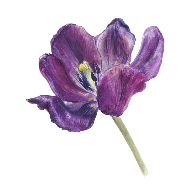 水彩插画风格的郁金香组合，造型和颜色各异。手绘花卉元素，非常适合用于植物主题设计、包装、纺织品、请柬、品牌标识、文具以及春季主题项目。图片下载