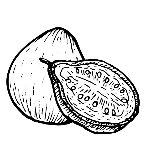 番石榴矢量插画。单个完整热带水果和半个，孤立在白色背景上，复古素描风格图片下载