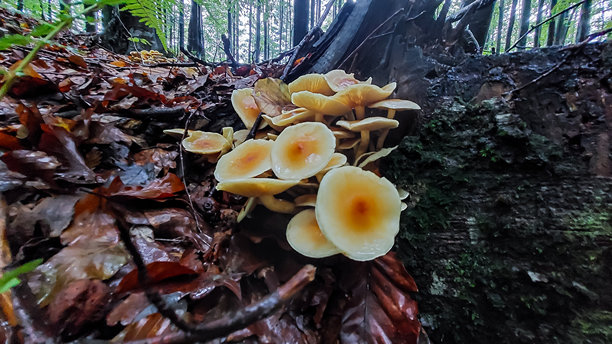 微距照片，动物，自然 - 欧洲，东欧图片下载