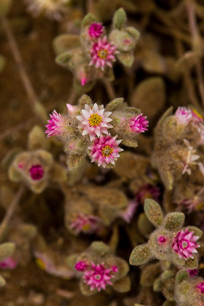 西南雪绒花（Helichrysum roseo-niveum）的微距特写照片图片下载