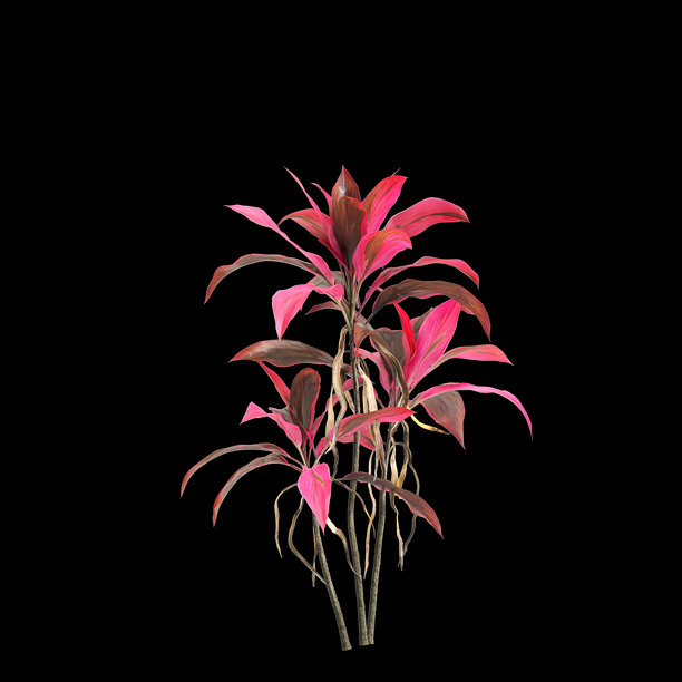 黑色背景上的朱蕉植物三维插画图片下载