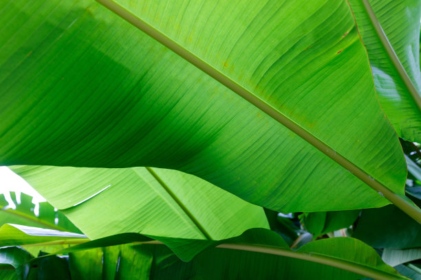图片中展示了一片植物的叶子图片下载