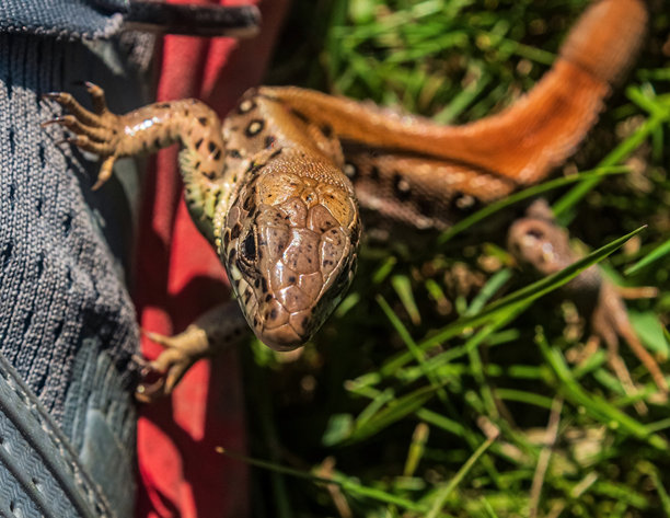 动物照片，动物，自然 - 欧洲，东欧图片下载