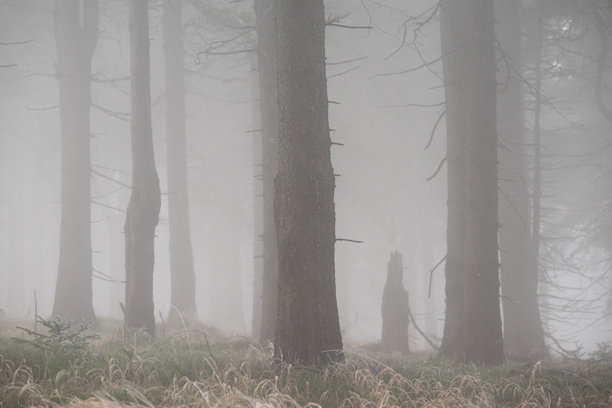 一系列充满氛围感的照片，展示了雾气弥漫的森林景观。浓密的雾气在高大的树干间飘荡，营造出神秘、宁静且略带阴郁的氛围。柔和的漫射光线和柔和的色调，凸显了自然的原始之美、寂静以及...图片下载