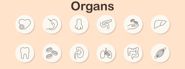 器官图标集。心脏、胃、鼻子、胰腺、细胞之手、肝脏、牙齿、血细胞、肾脏、肺、肠、肌肉纤维，采用解剖学线性插画风格绘制。图片下载