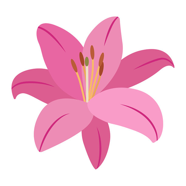 盛开的粉色百合花矢量插画，这款花卉艺术作品捕捉了植物之美图片下载