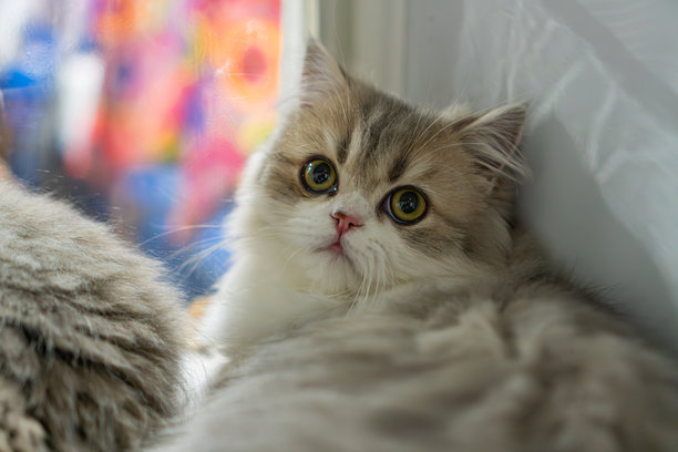 两只猫的特写，一只猫面向镜头，半眯着眼睛，毛色为白色和灰色，另一只猫的灰色后脑勺部分隐藏。背景设在窗台上，有模糊的背景暗示。图片下载