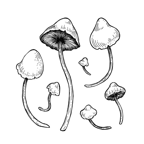神秘的蘑菇矢量图，复古线条雕刻风格，轮廓，剪影。七个高瘦茎、精致菌盖的蘑菇。手绘涂鸦的野生蘑菇套装。森林真菌集合的墨水画插图，在白色背景上。图片下载