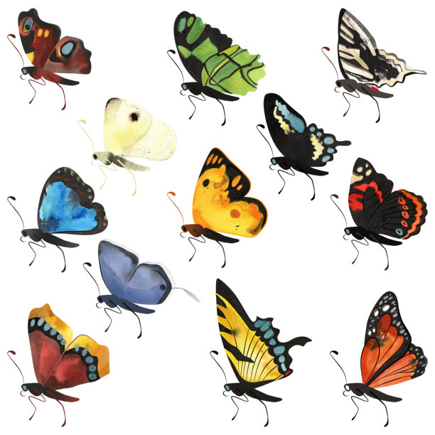 蝴蝶套装：凤蝶、裳凤蝶、菜粉蝶、蓝闪蝶、孔雀蝶、孔雀蛱蝶。一组孤立的复古风格水彩插画，适用于儿童百科全书或关于蝴蝶的文章。用于贴纸和剪贴簿的剪贴画。图片下载