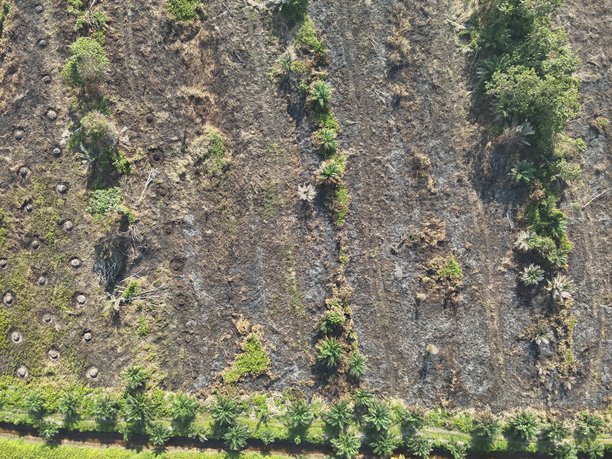 毁林。印度尼西亚雨林伐木的航拍照片图片下载